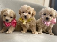 Maltipoo  Yavrularımız 