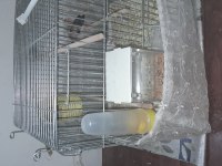 5 adet 3 erkek ve 2 dişi ispinoz