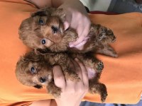 2 jenerasyon red Brown toy yavrular