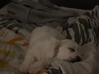 Beyaz Saf Maltipoo
