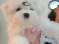 Muhteşem maltese