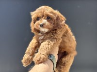Ankaranın en elit kore maltipoo yavruları