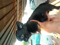 Şivava uzun tüylü (chihuahua)