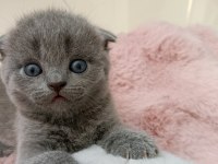 Gri scottish fold miniğe yuva