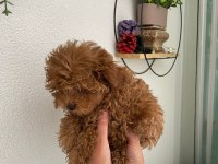 Çok tatlı dişi Toy Poodle