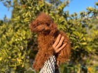 2 ve 9 aylık dişi red brown toy poodle yavrular