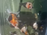 Oranda balıkları