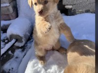 Golden Retriever 3 Aylık Dişi