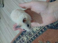 hepsi ücretsiz farklı renk hamsterlar uzun tüylü de var