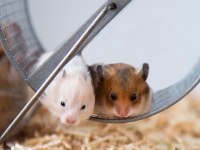 YAVRU HAMSTER VE KAFES KAMPANYA ÇOCUKLARA ÖZEL