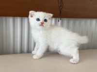 Ankarada Ziyarete Açık Beyaz Mavi Gözlü Scottish Fold