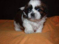 Irk garantili saf kan shih tzu yavruları