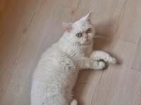 5 aylık british shorthair erkek yavru