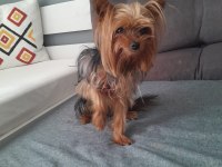 Sevecen ve oyuncu bi dost köpeğimiz