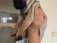 Yavru pug mops