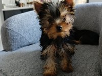 Dişi Yorkshire Terrier Yavruları