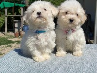 Kar tanesi maltipoo köpekler