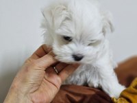 TEACUP KOREKAN MALTESE YAVRULARIMIZ
