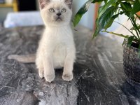 British shorthair oğluma yuva arıyorum