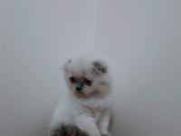 Scottish fold kardeşler teslime hazır