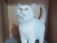 UYSAL BRİTİSH SHORTHAİR KEDİMİZ