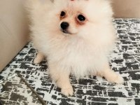 27. 01.2025 doğumlu dişi pomeranian boo ALANYA