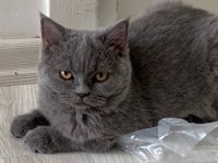 Scottish straight shorthair kedimiz