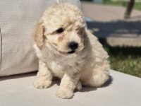 Maltipoo Yavruları Sağlık ve Irk Garantili