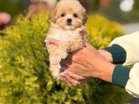 Maltipoo yavrularımız