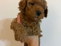 Anne Altından Safkan toy poodle yavrularım
