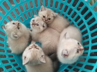 Scottish fold blue point & british shorthair 5 adet yavru