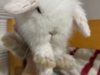 1 Aylık Hollanda Lop Tavşanı