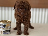 Petmode Köpek Çiftliğinden Tea Cup Poodle