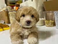 2 aylık maltipoo