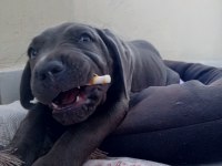 Cane corso erkek