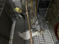 Dişi erkek sultan papağanı uygun