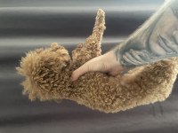 1 Yaşında 2 KG Erkek Red Toy Poodle