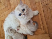 BRİTİSH LONGHAİR KEDİSİ