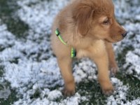 Aşıları tamamen bitmiş golden retriever yavrusu