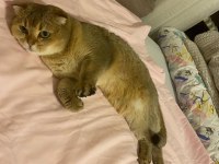Scottish fold dişi
