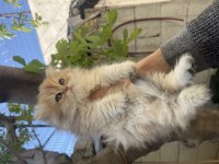 Anne Baba Şecereli Safkan Golden British Longhair