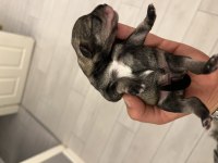 MİNYATÜR SCHNAUZER KÖPEĞİ