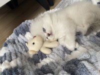 Scottish fold kaliteli dişi