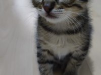 3 tane bebek kedimiz oldu yuva arıyoruz