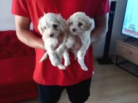 A Kalite maltipoo bebeklerimiz