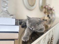 British shorthair