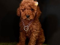 Sevimli Toy Poodle Yavrularımız