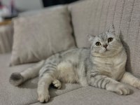 1.5 Yaşında Dişi Kedimiz Kısır Değil