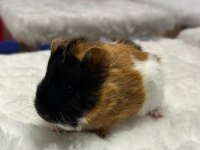 Yavru ginepigler burada