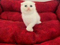 Scottish fold